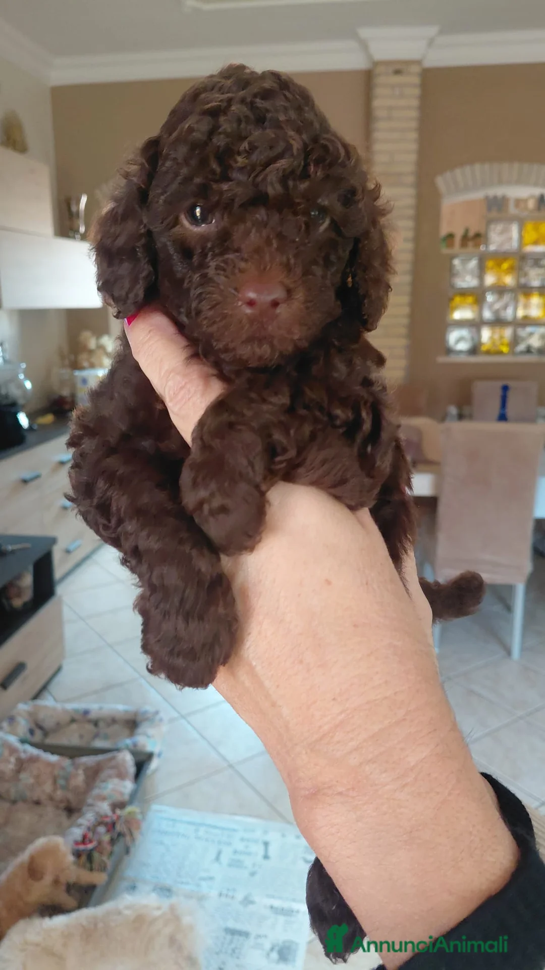 Barboncino Toy cani in vendita: Vendo barboncini toy - Annuncio 8