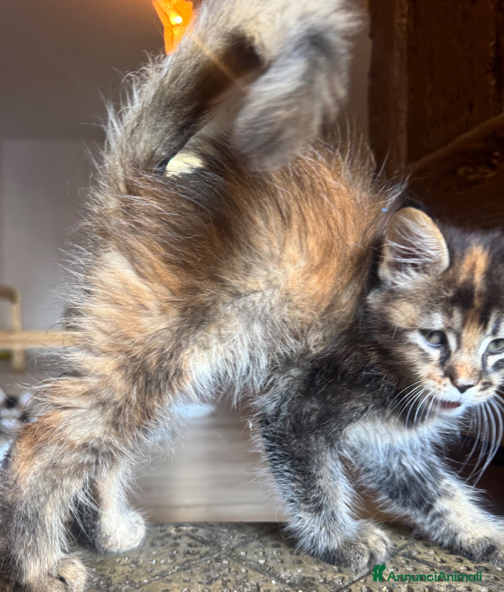 Maine Coon gatti CUCCIOLE MAINE COON SHADED PREGIATE 3 rate - Annuncio 2