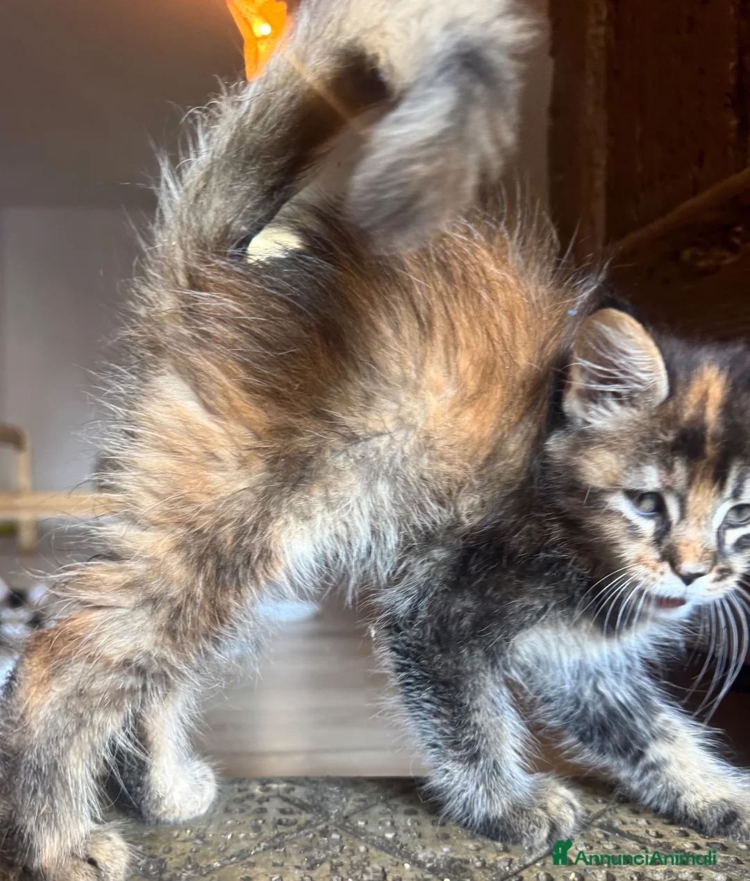 Maine Coon gatti in vendita: CUCCIOLE MAINE COON SHADED PREGIATE 3 rate - Annuncio 2
