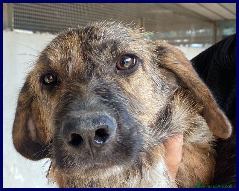 Meticcio cani BRISTOL - Annuncio 37