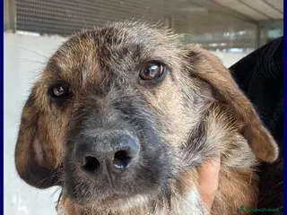 Meticcio cani BRISTOL - Annuncio 37