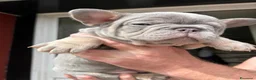 Bulldog Francese cani in vendita: Splendidi cuccioli di Bulldog francese a Città metropolitana di Milano - Annuncio 9