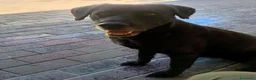 Meticcio cani in regalo: ELIJA DOLCE LABRADOR - Annuncio 7