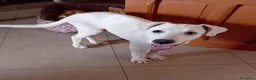 Meticcio cani in regalo: donato  - Annuncio 3