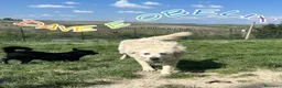 Meticcio cani in regalo: DAVE buono e mite! a Città Metropolitana di Torino - Annuncio 7