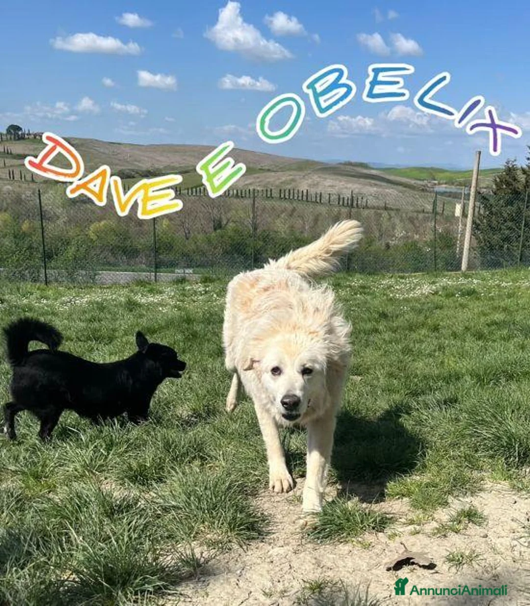 Meticcio cani in regalo: DAVE buono e mite! a Città Metropolitana di Torino - Annuncio 7