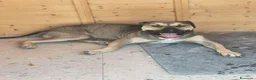 Meticcio cani in regalo: FANTASTICO BOBBY - Annuncio 3