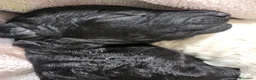 Barbone cani in vendita: Barbone grande mole  - Annuncio 5