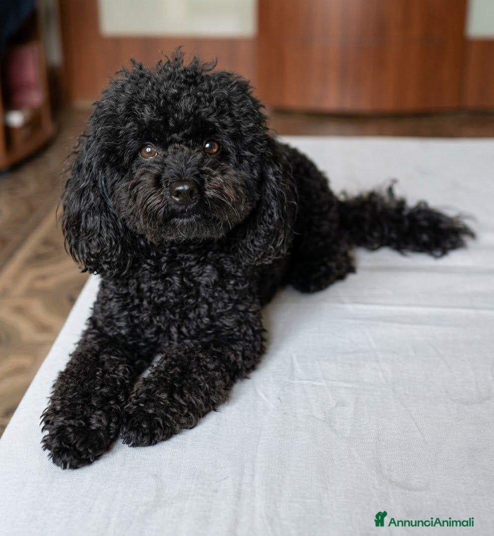 Barboncino Toy cani Vendita - Annuncio 19