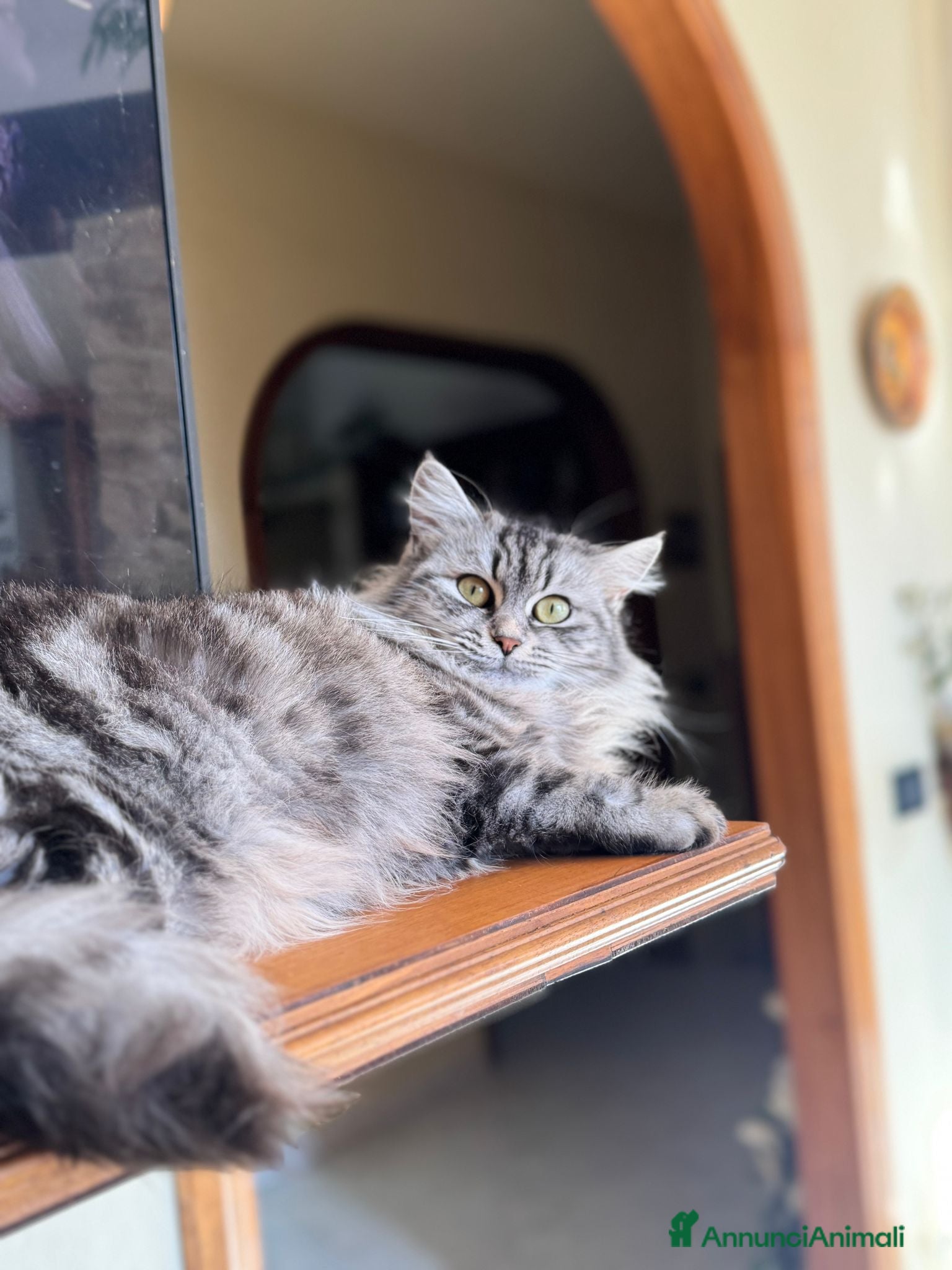 Norvegese gatti Semi-Norvegesi,Felini di Nala - Annuncio 14