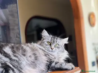 Norvegese gatti Semi-Norvegesi,Felini di Nala - Annuncio 2