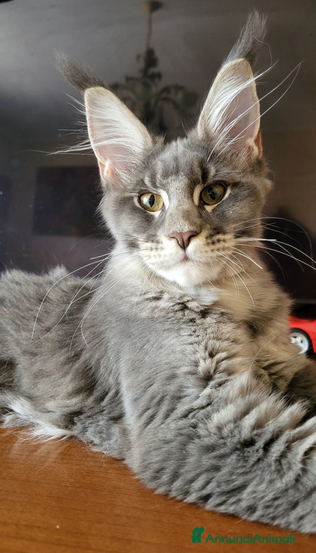 Maine Coon gatti Petra - Annuncio 12