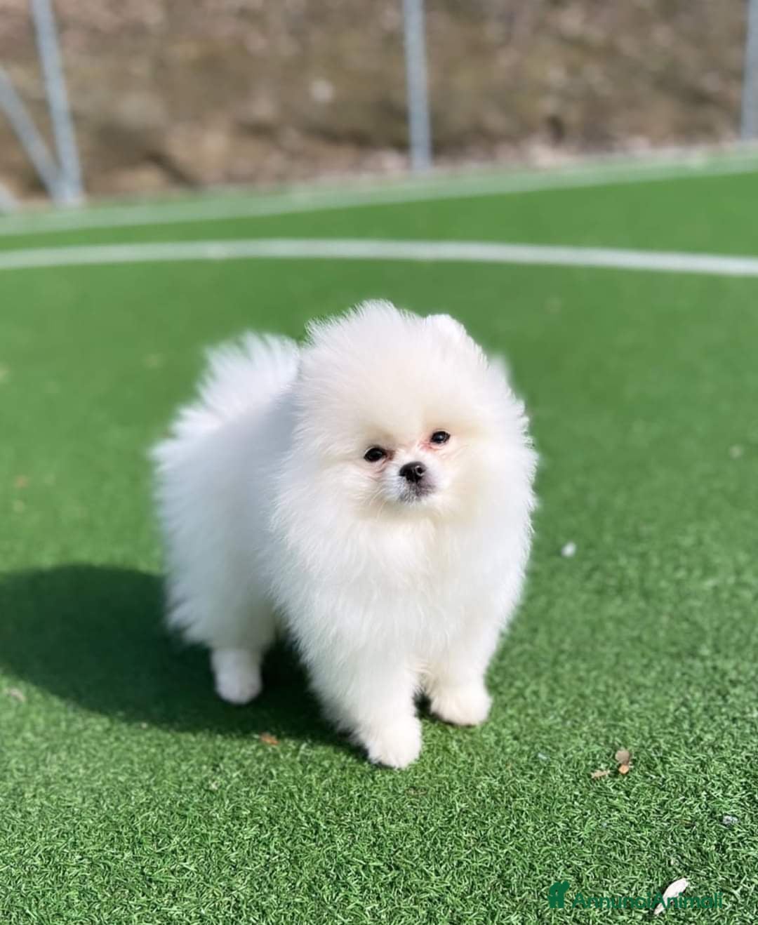 Spitz cani in vendita: Spitz tedesco NANO Pomerania  - Annuncio 13