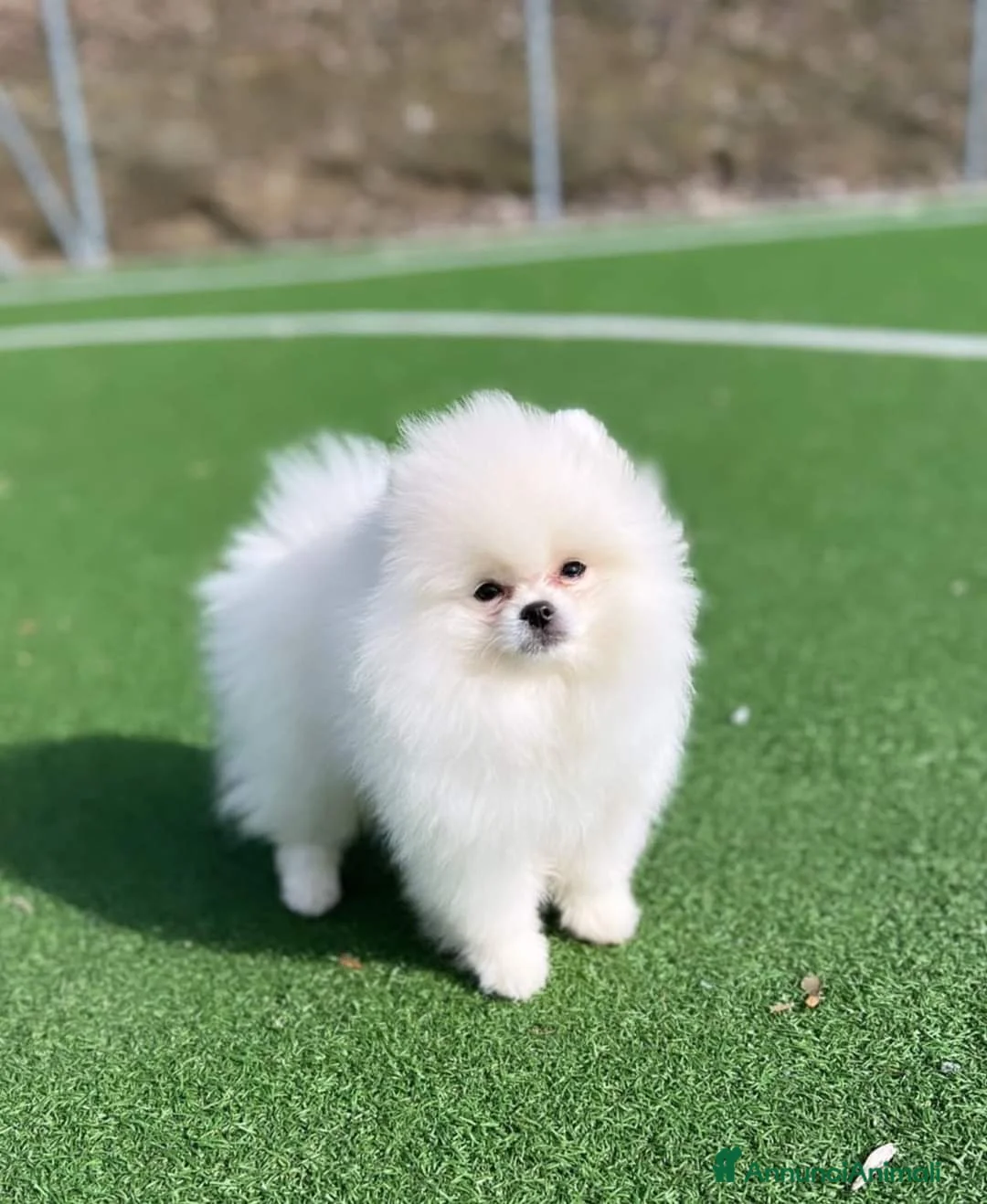 Spitz cani in vendita: Spitz tedesco NANO Pomerania  - Annuncio 13