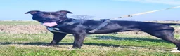 Meticcio cani in regalo: Atena simil Pitbull 5/6anniSOLA H24 IN BOX.MANTOVA - Annuncio 1