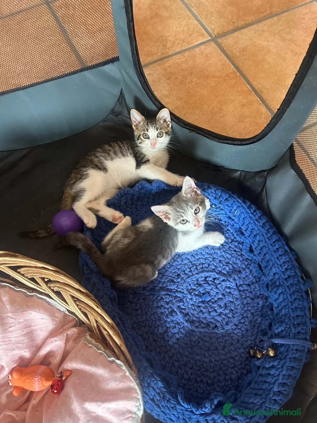 Europeo gatti in regalo: ADOZIONE GATTINE TUTTE 3 INSIEME SENZA SEPARARLE  - Annuncio 7