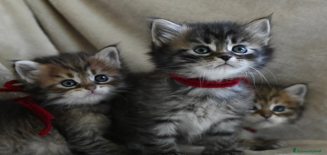 Immagine della galleria {{count}}