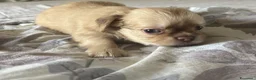 Chihuahua cani in vendita: Cucciolo chihuahua - Annuncio 6