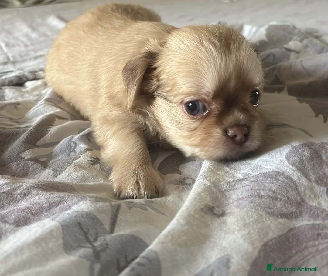 Chihuahua cani in vendita: Cucciolo chihuahua - Annuncio 6