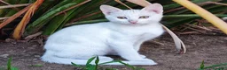 Europeo gatti in regalo: NUVOLA CERCA CASA - Annuncio 1
