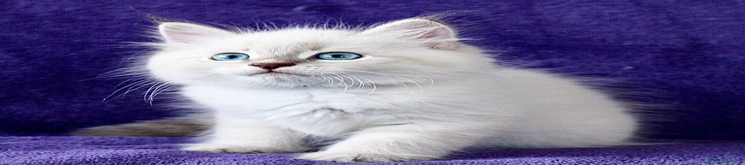 Siberiano Gattino 2
