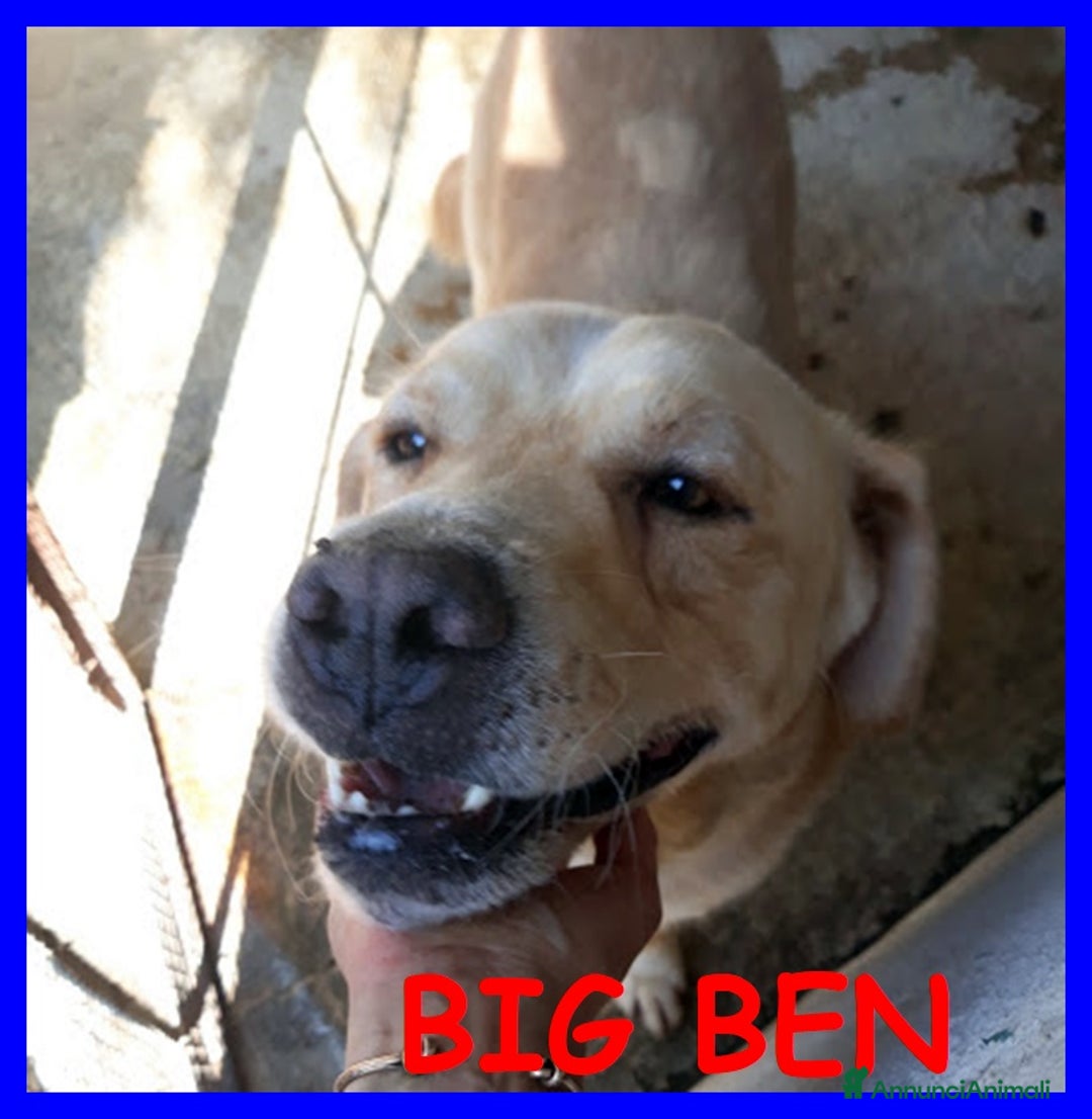 Meticcio cani in regalo: BIG BENdolcissimo solare coccolone!tg grande - Annuncio 2
