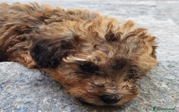 Barboncino cani in vendita: Cucciolo di Barboncino  a Città metropolitana di Milano - Immagine 4