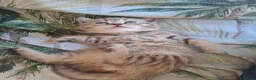 Scottish gatti in vendita: Fantastiche cucciole Scottish straight  - Annuncio 9