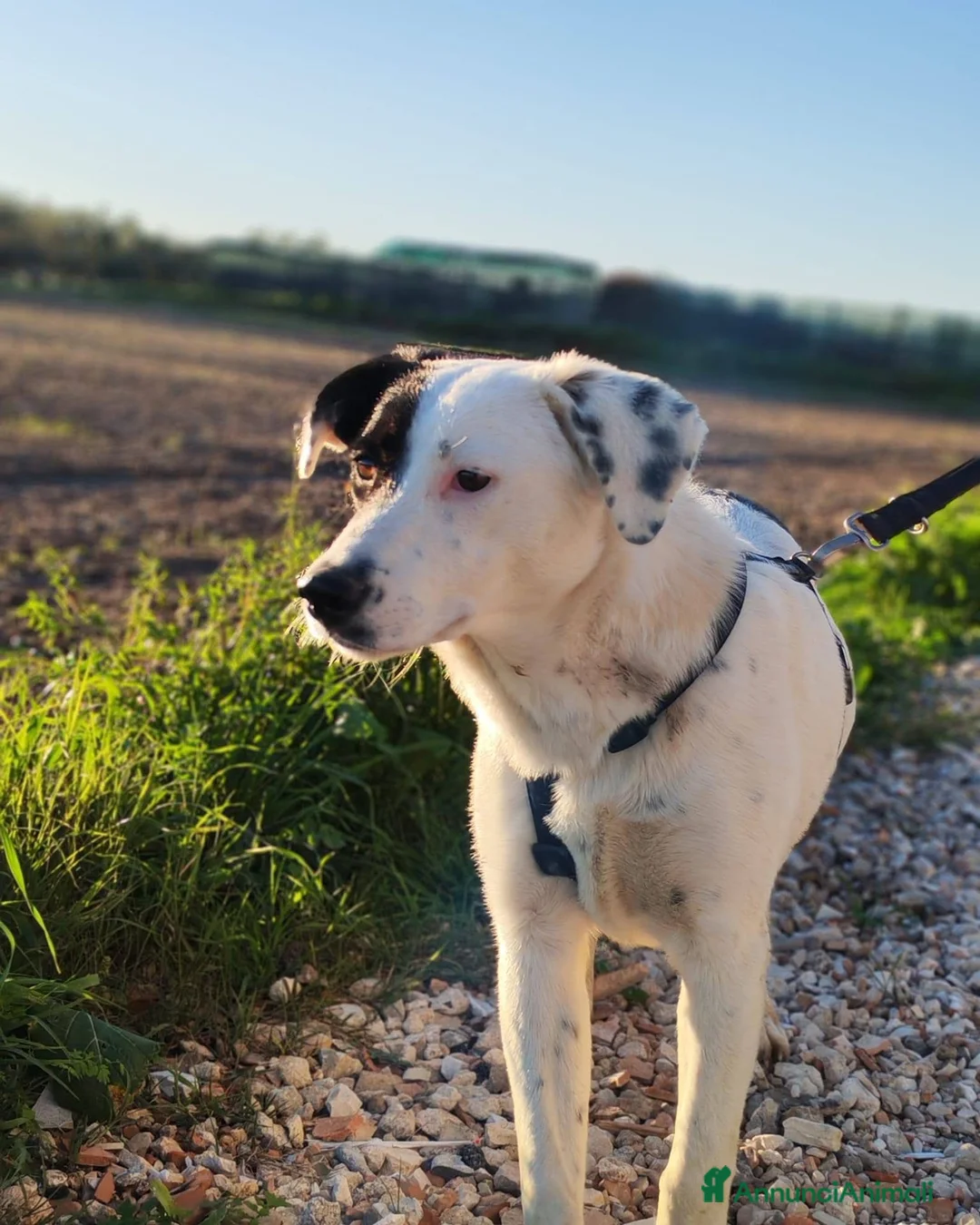 Meticcio cani in regalo: Chloe  - Annuncio 5