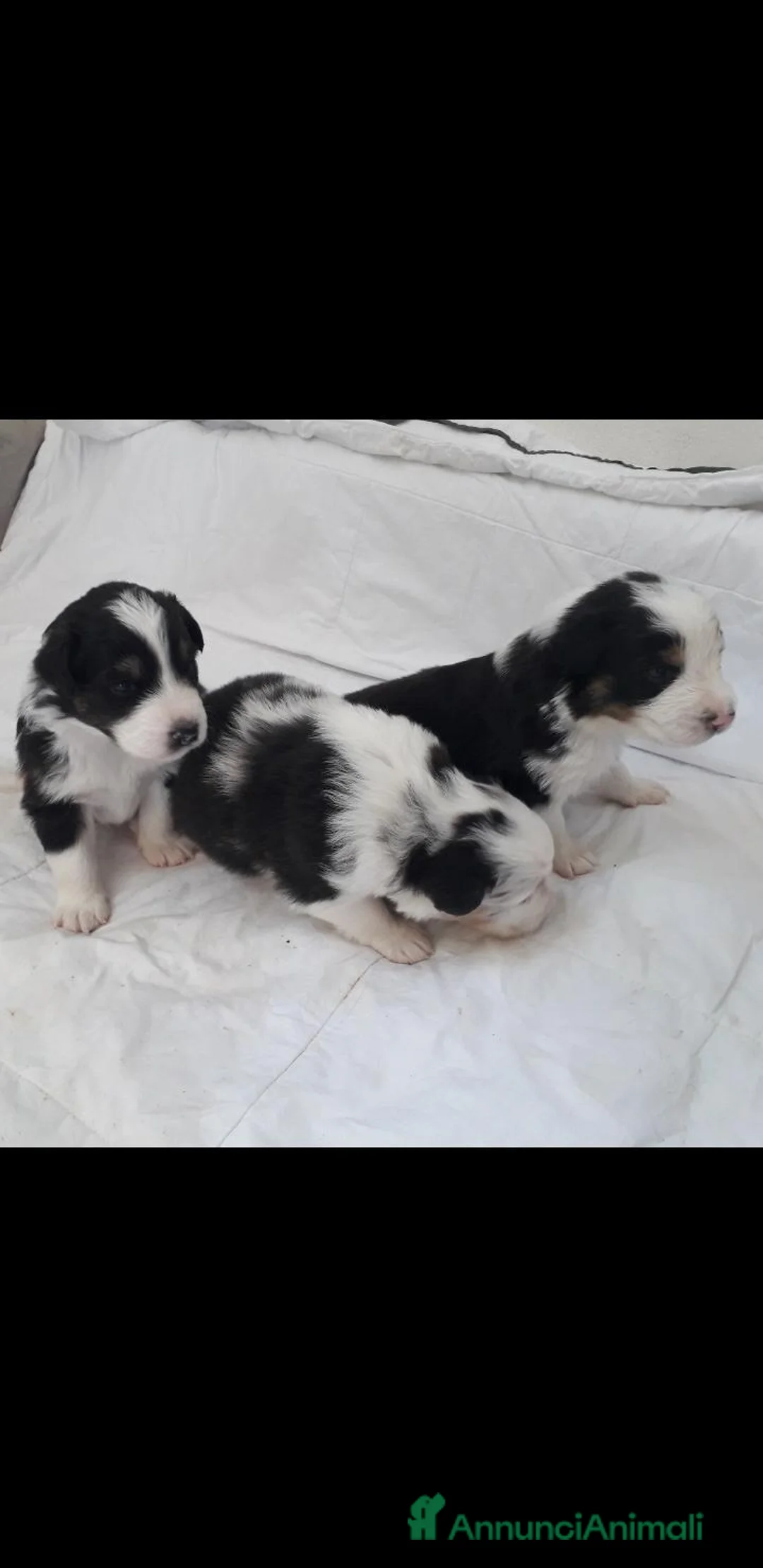 Australian Shepherd cani in vendita: Cuccioli di Pastore Australiano  a Provincia di Treviso - Annuncio 2