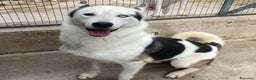 Husky cani in regalo: BLADE bellissimo incrocio HUSKY cerca adozione a Provincia di Latina - Annuncio 2