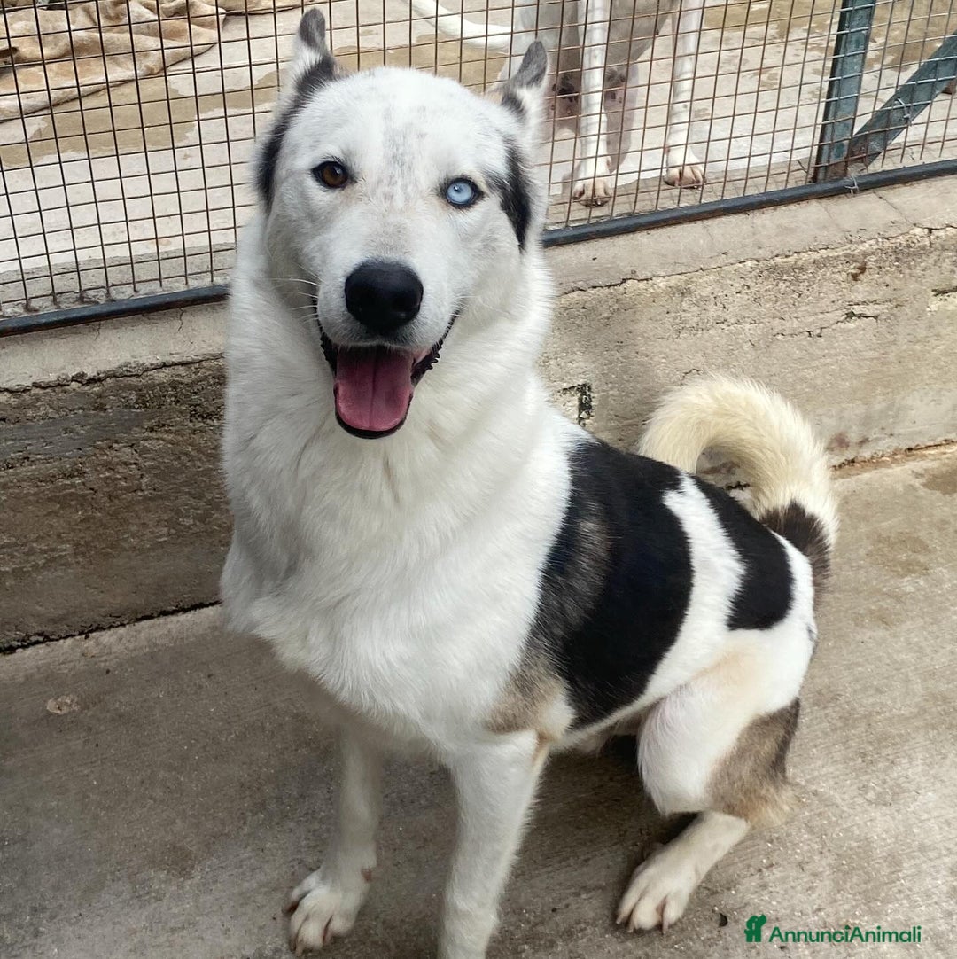 Husky cani in regalo: BLADE bellissimo incrocio HUSKY cerca adozione a Provincia di Latina - Annuncio 2