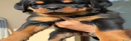Rottweiler cani in vendita: Cucciolo rottweiler  con pedigree  - Annuncio 1