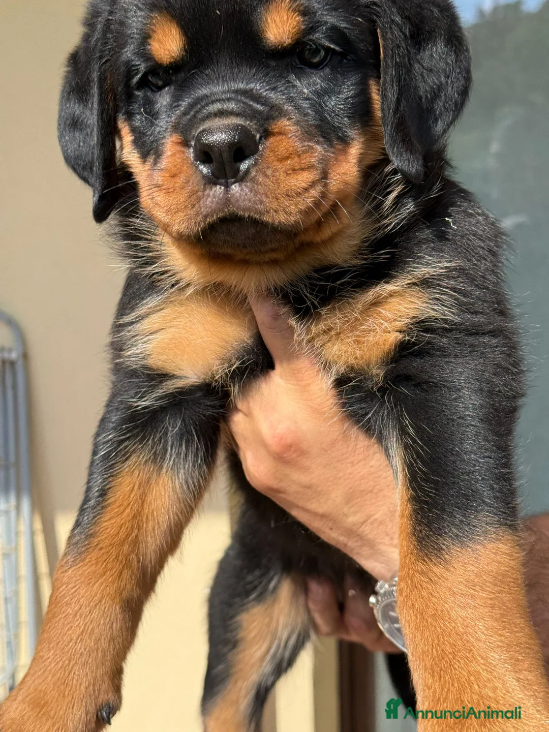 Rottweiler cani in vendita: Cucciolo rottweiler  con pedigree  - Annuncio 1