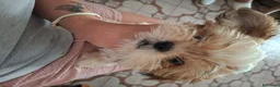 Shih Tzu cani in vendita: Vendita cucciolo - Annuncio 4