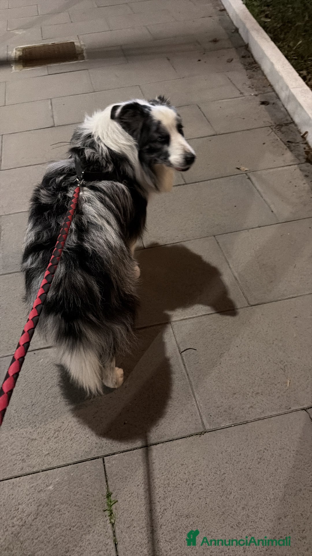Border Collie cani per accoppiamento: Border Collie blue merle per monta - Annuncio 4
