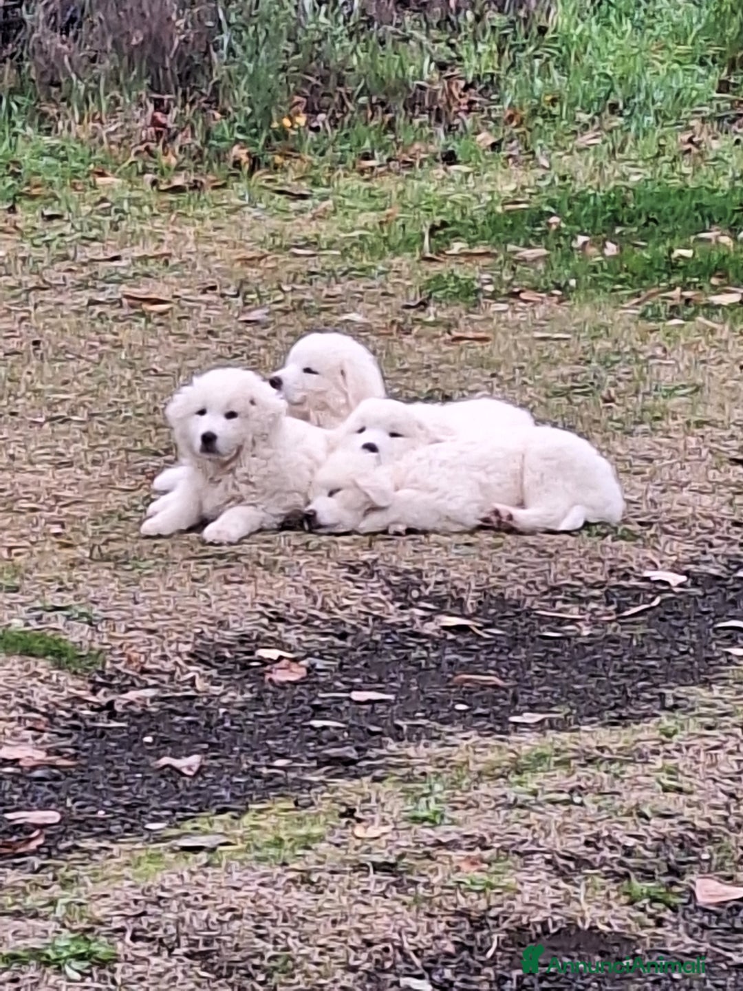 Pastore Maremmano cani in vendita: Cuccioli di pastore maremmano, 3 maschi, 1 femmina - Annuncio 2