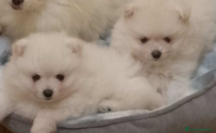 Volpino Pomerania cani - Annuncio 1