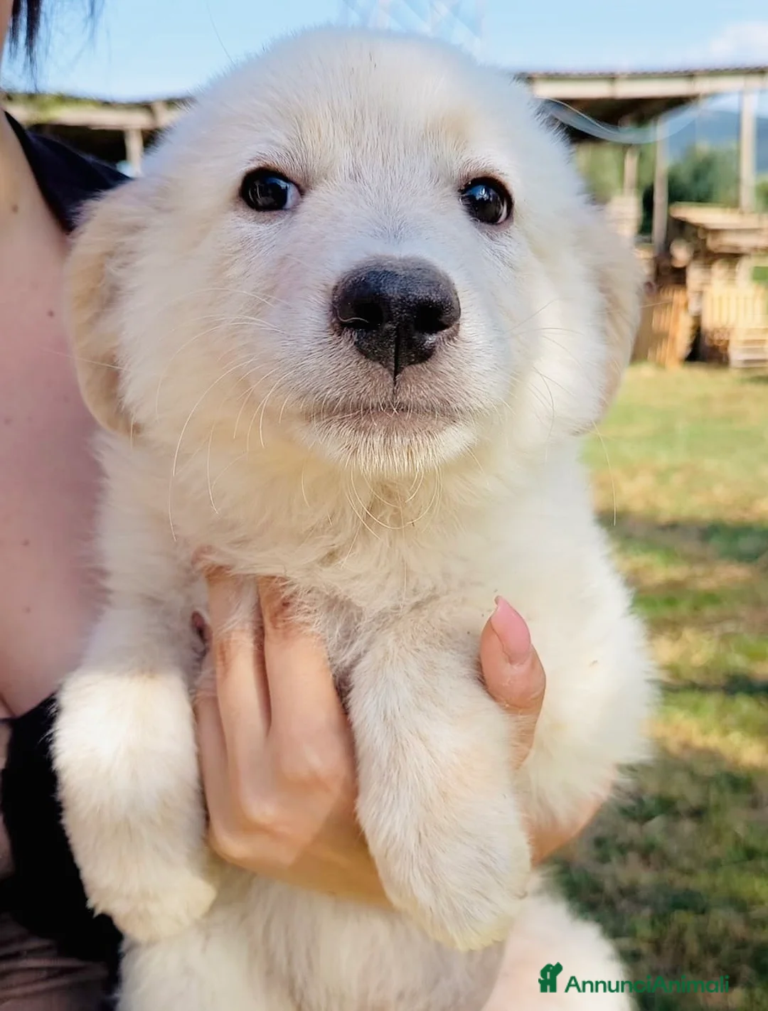 Meticcio cani in regalo: Cuccioli maschi 2 mesi a Provincia di Cuneo - Annuncio 4