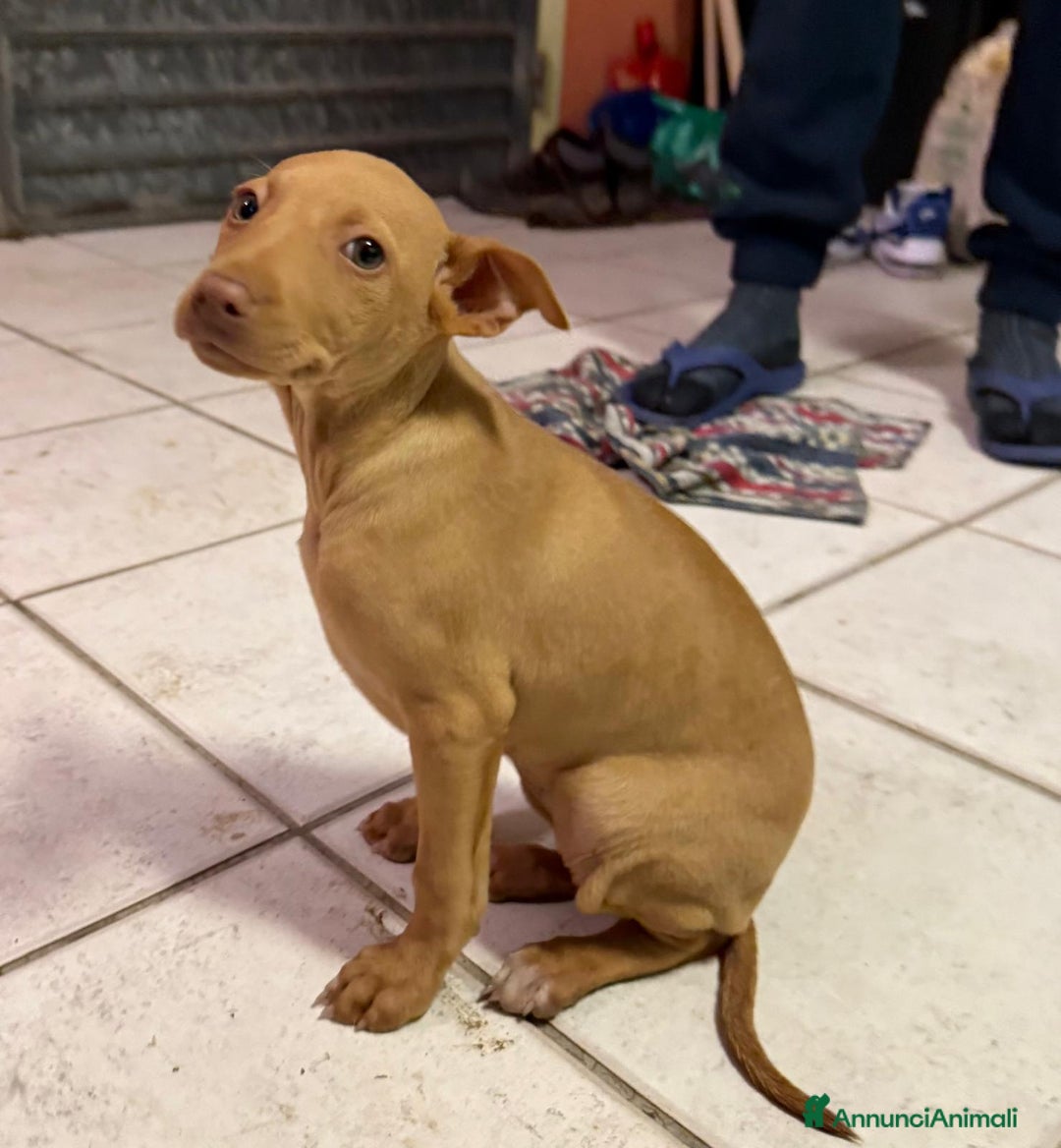 Cirneco dell'Etna cani in vendita: Cirneco dell' etna  - Annuncio 9