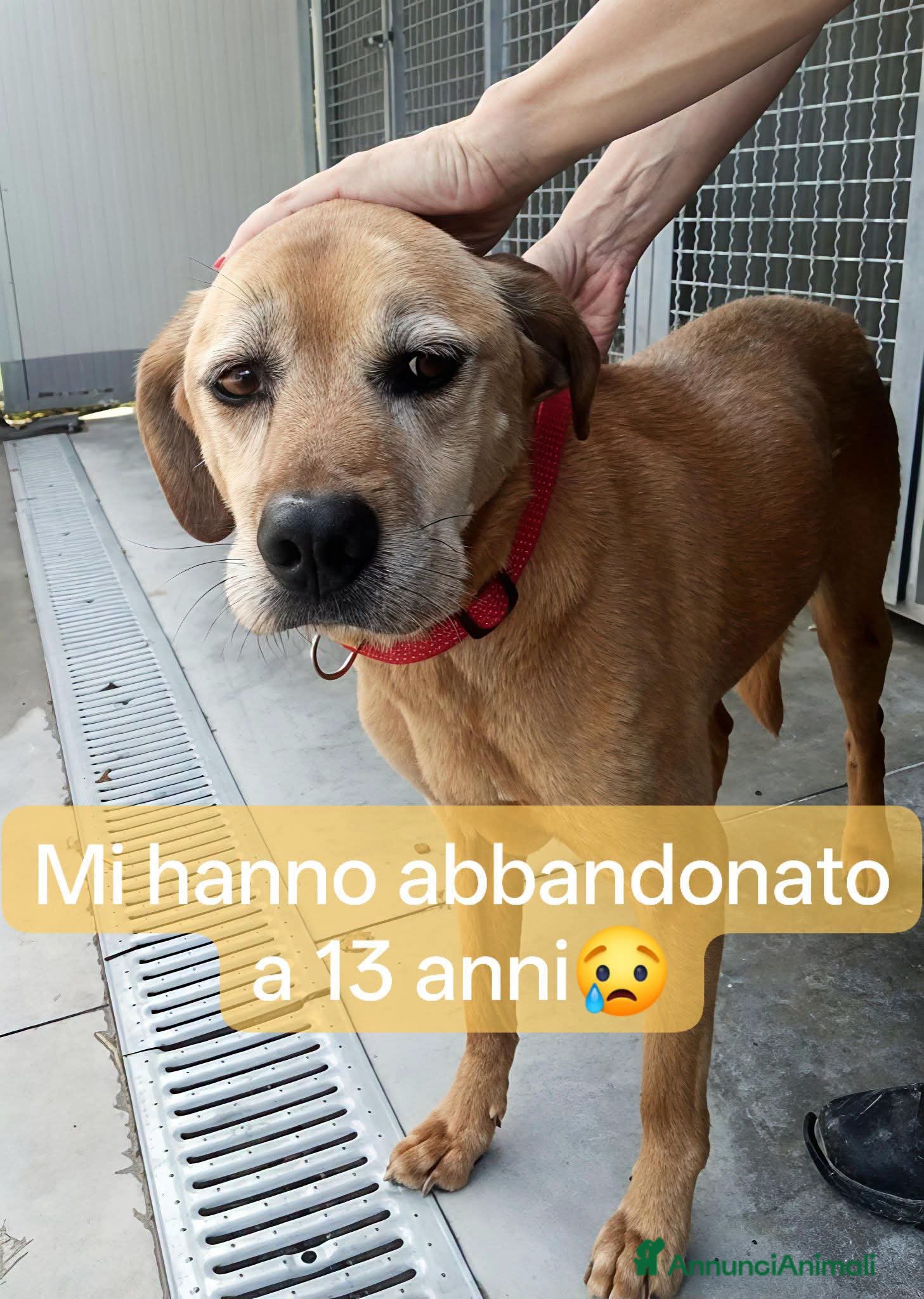 Meticcio cani Adozione del cuore - Annuncio 38