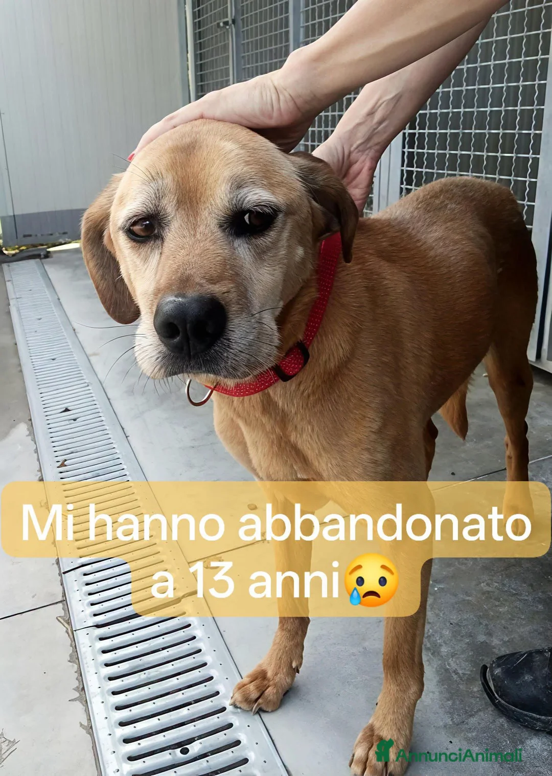 Meticcio cani in regalo: Adozione del cuore - Annuncio 1
