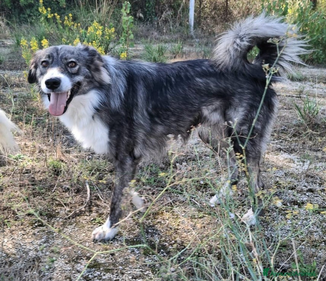 Meticcio cani in regalo: Derek 1 anno taglia media  - Annuncio 6