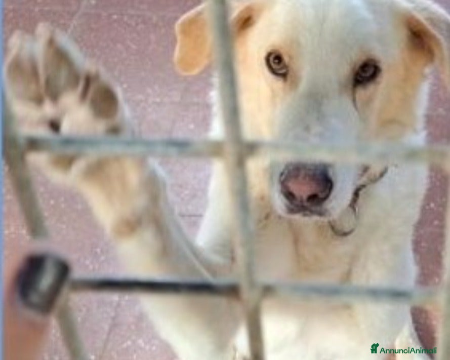 Labrador cani Mia 3anni BELLISSIMA mollata dai padroni ROMA a Milano - Annuncio 1