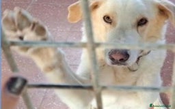 Labrador cani in regalo: Mia 3anni BELLISSIMA mollata dai padroni ROMA a Milano - Immagine 1