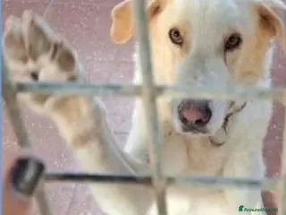 Labrador cani Mia 3anni BELLISSIMA mollata dai padroni ROMA a Milano - Annuncio 31