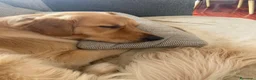 Golden Retriever cani per accoppiamento: Golden retriever Americano  per accoppiamento  - Annuncio 3