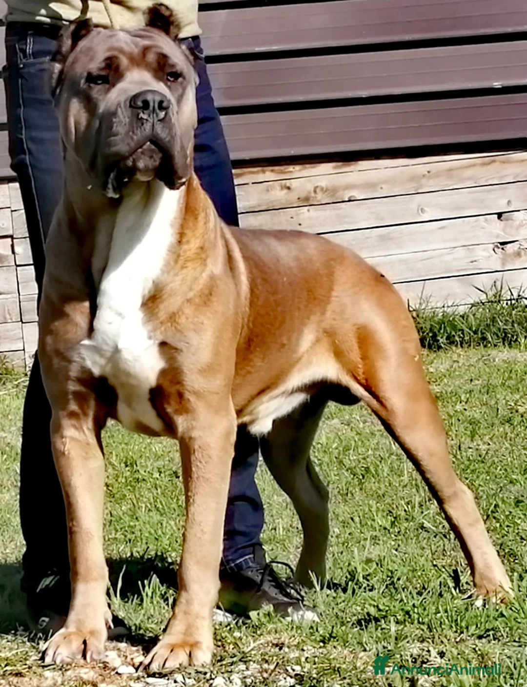 Immagine della galleria {{count}}