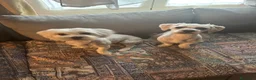Meticcio cani in regalo: CAGNOLINI E CUCCIOLI - Annuncio 2