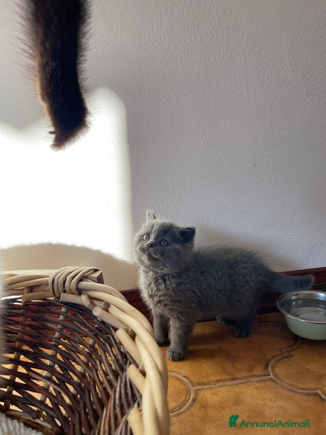 British gatti in vendita: Cuccioli morbidi  - Annuncio 5